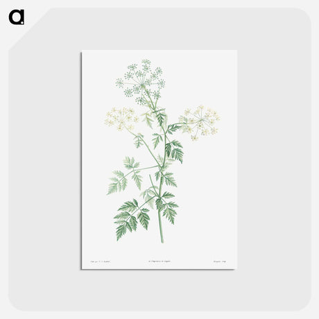 アートポストカード-Hemlock - ピエール ジョゼフ ルドゥーテ Postcard.