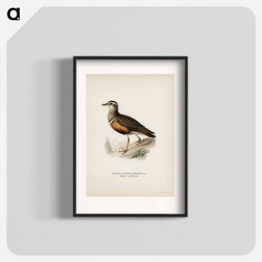アートポスター-Eurasian Dotterel
 - スヴェンスカ フォグラル Poster.