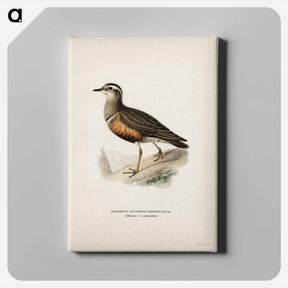 アートパネル-Eurasian Dotterel
 - スヴェンスカ フォグラル Canvas.