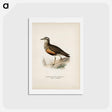 アートポストカード-Eurasian Dotterel
 - スヴェンスカ フォグラル Postcard.