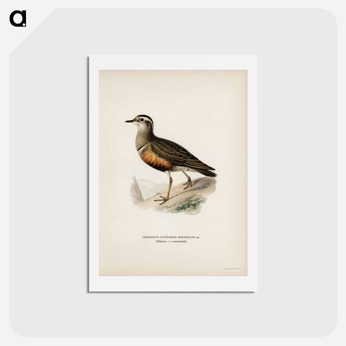 アートポストカード-Eurasian Dotterel
 - スヴェンスカ フォグラル Postcard.