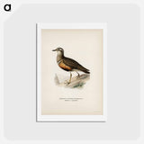 アートポストカード-Eurasian Dotterel
 - スヴェンスカ フォグラル Postcard.