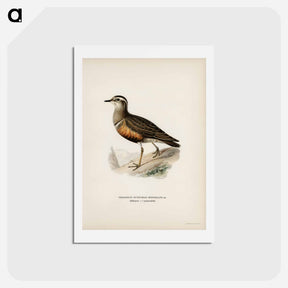 アートポストカード-Eurasian Dotterel
 - スヴェンスカ フォグラル Postcard.