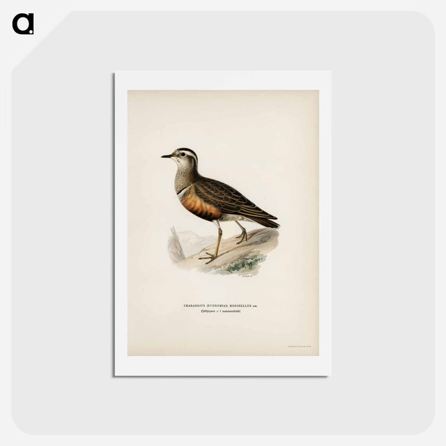 アートポストカード-Eurasian Dotterel
 - スヴェンスカ フォグラル Postcard.