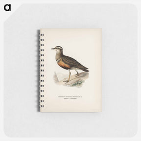 アートメモ帳-Eurasian Dotterel
 - スヴェンスカ フォグラル Memo.