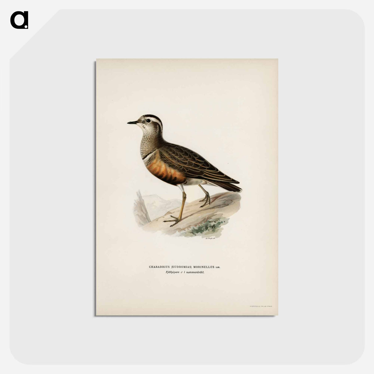 アートポストカード-Eurasian Dotterel
 - スヴェンスカ フォグラル Postcard.