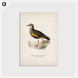 アートポストカード-Eurasian Dotterel
 - スヴェンスカ フォグラル Postcard.