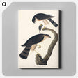 アートパネル-Sharp-shinned Hawk from Birds of America
 - アメリカの鳥たち Canvas.