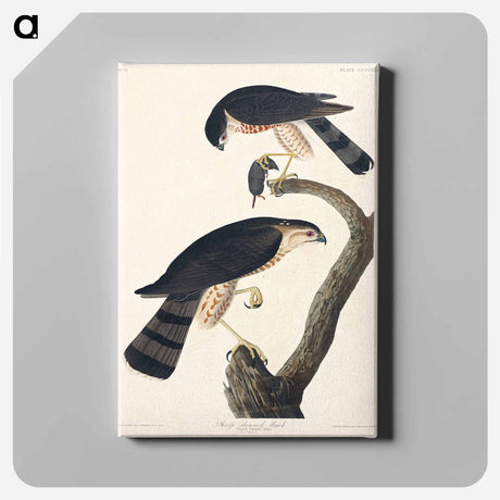 アートパネル-Sharp-shinned Hawk from Birds of America
 - アメリカの鳥たち Canvas.