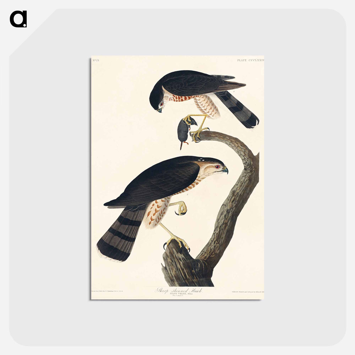 アートポストカード-Sharp-shinned Hawk from Birds of America
 - アメリカの鳥たち Postcard.