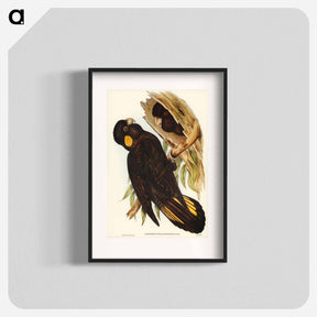 アートポスター-Yellow-eared Black Cockatoo
 - オーストラリアの鳥 Poster.