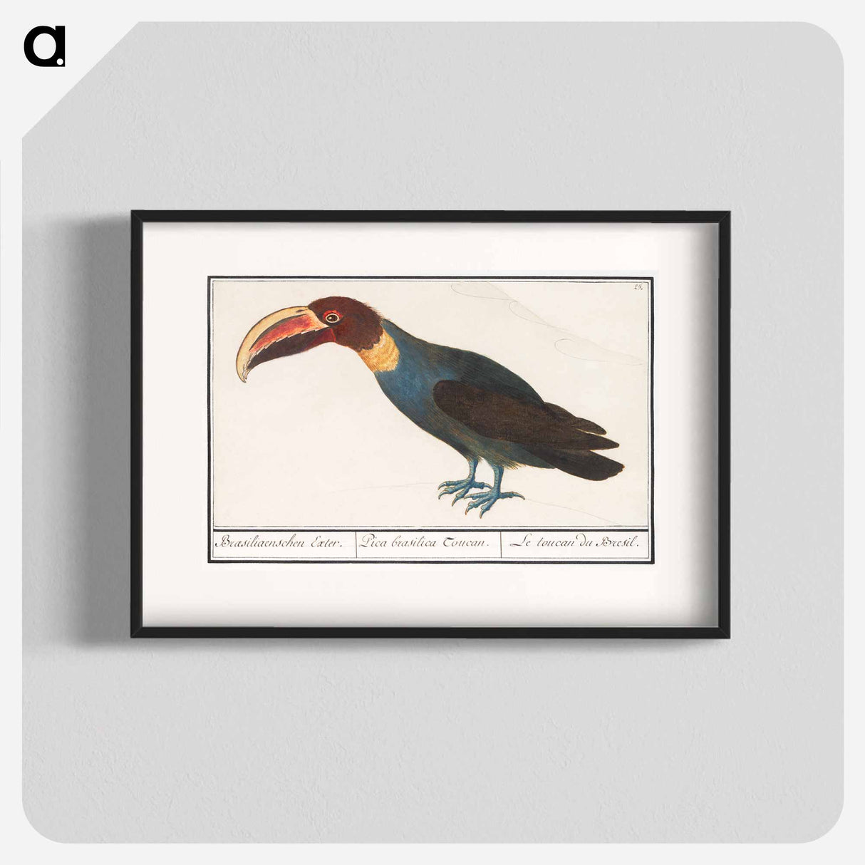 Toco Toucan - アンセルムス ボエティウス デ ブート Poster.