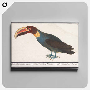 アートパネル-Toco Toucan - アンセルムス ボエティウス デ ブート Canvas.