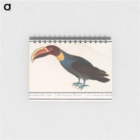 アートメモ帳-Toco Toucan - アンセルムス ボエティウス デ ブート Memo.