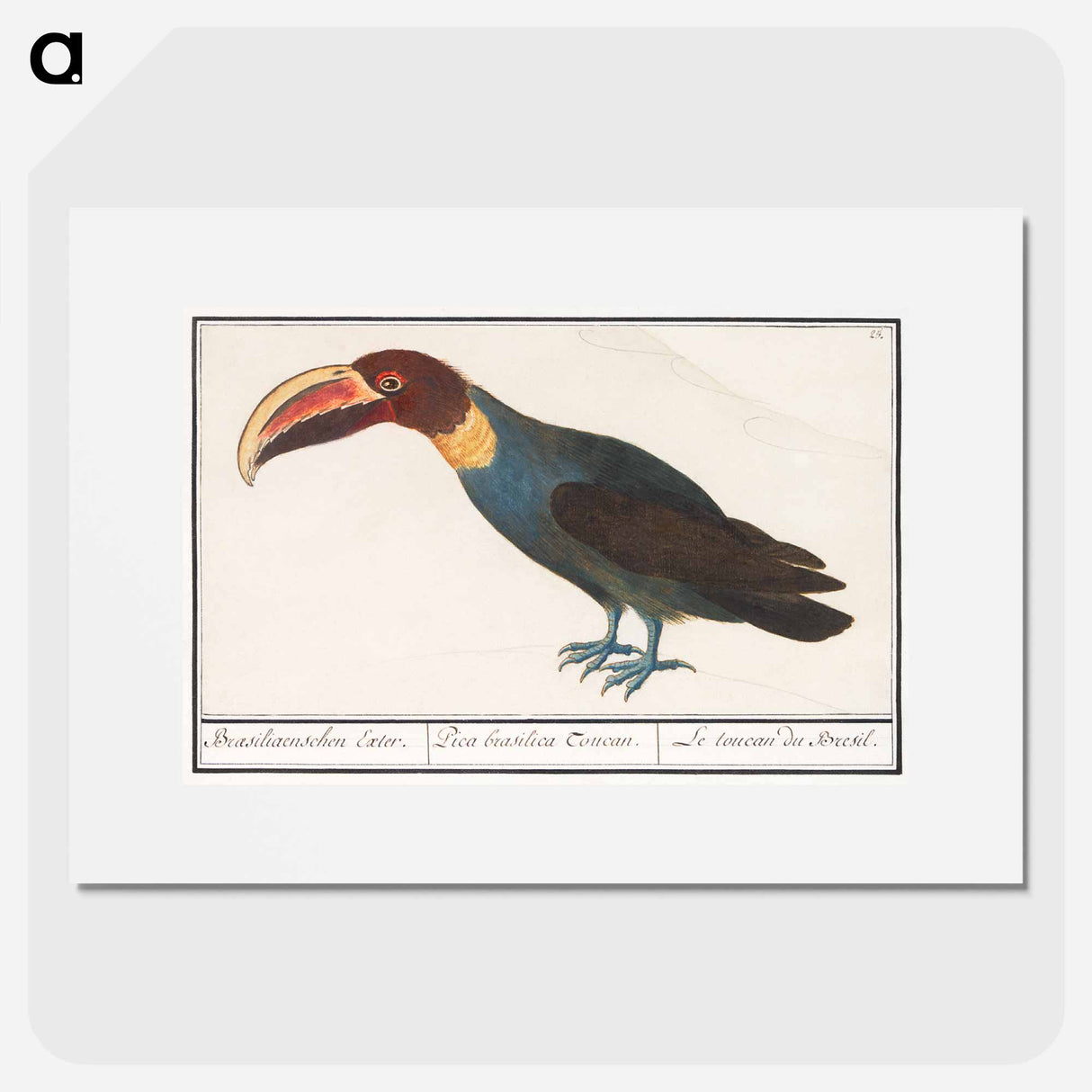Toco Toucan - アンセルムス ボエティウス デ ブート Poster.