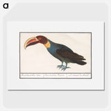Toco Toucan - アンセルムス ボエティウス デ ブート Poster.