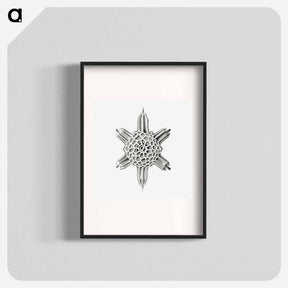 アートポスター-Vintage marine life illustration on white background - エルンスト ヘッケル Poster.