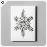 Vintage marine life illustration on white background - エルンスト ヘッケル Canvas.