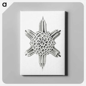 アートパネル-Vintage marine life illustration on white background - エルンスト ヘッケル Canvas.