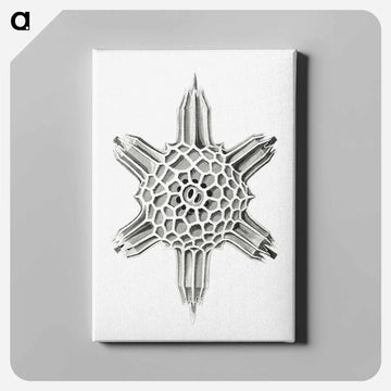Vintage marine life illustration on white background - エルンスト ヘッケル Canvas.