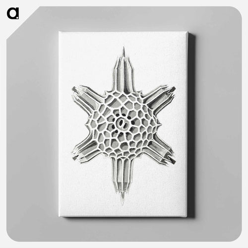 Vintage marine life illustration on white background - エルンスト ヘッケル Canvas.