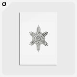 アートポストカード-Vintage marine life illustration on white background - エルンスト ヘッケル Postcard.