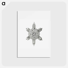 アートポストカード-Vintage marine life illustration on white background - エルンスト ヘッケル Postcard.