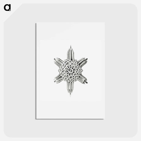 アートポストカード-Vintage marine life illustration on white background - エルンスト ヘッケル Postcard.