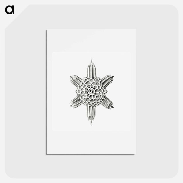 アートポストカード-Vintage marine life illustration on white background - エルンスト ヘッケル Postcard.