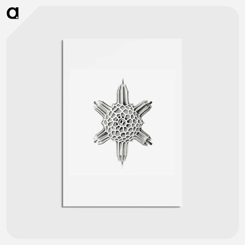 Vintage marine life illustration on white background - エルンスト ヘッケル Postcard.