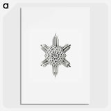 Vintage marine life illustration on white background - エルンスト ヘッケル Poster.