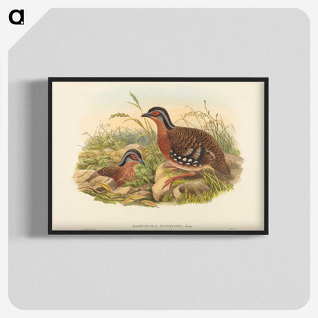 3-59_John-Gould_blk-crop