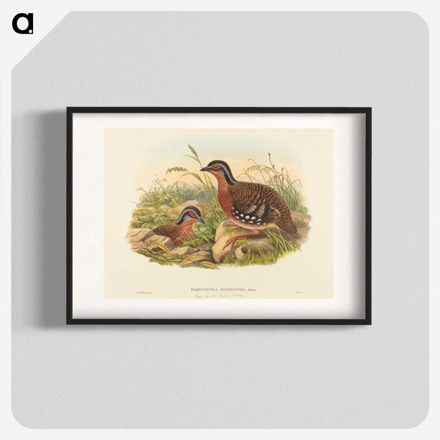 3-59_John-Gould_blk