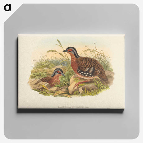 3-59_John-Gould_canvas