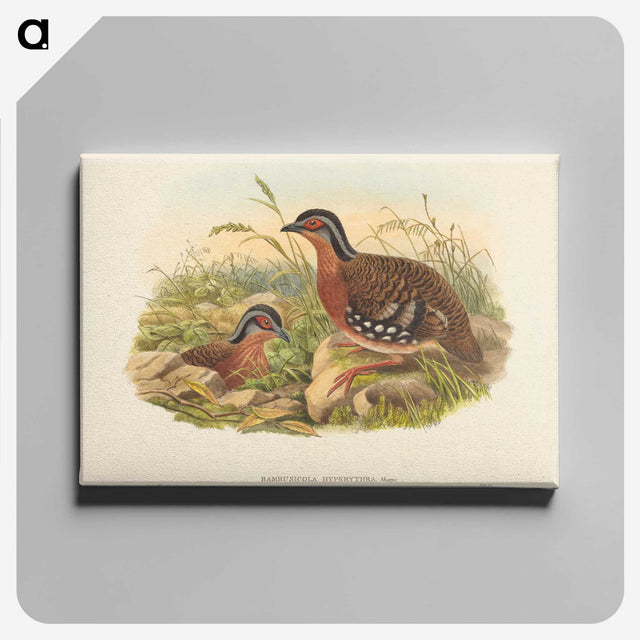 3-59_John-Gould_canvas