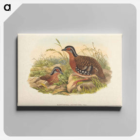 アートパネル-Rufous-breasted Bamboo Partridge
 - ジョン グールド Canvas.
