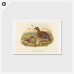 アートポストカード-Rufous-breasted Bamboo Partridge
 - ジョン グールド Postcard.
