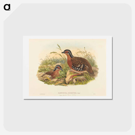 アートポストカード-Rufous-breasted Bamboo Partridge
 - ジョン グールド Postcard.
