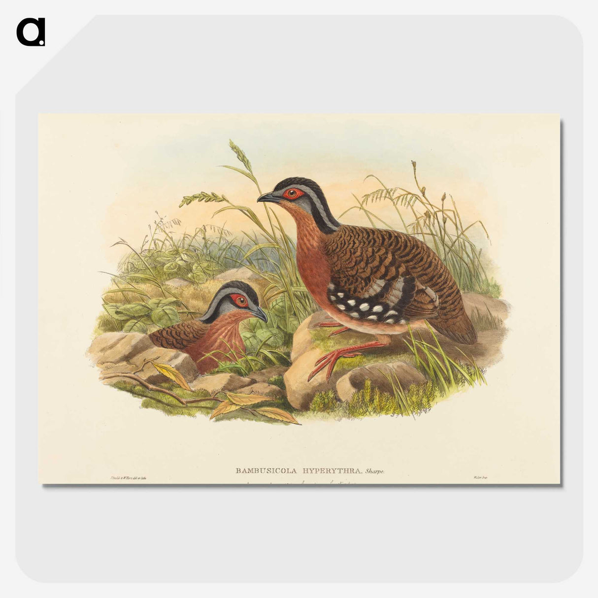 3-59_John-Gould_picture-crop