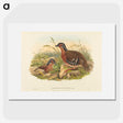 3-59_John-Gould_picture