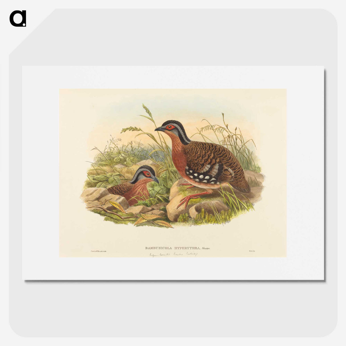3-59_John-Gould_picture