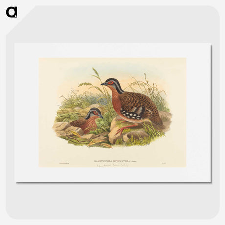 3-59_John-Gould_picture