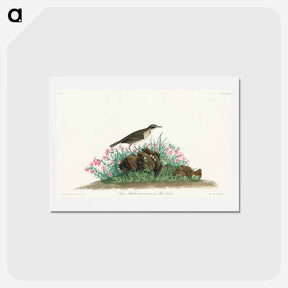 アートポストカード-Prairie Titlark
 - ジョン ジェームス オーデュボン Postcard.