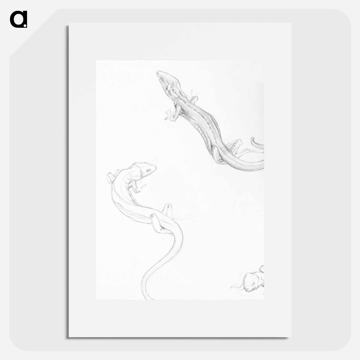 Sketches of lizards - Julie de Grague Poster.