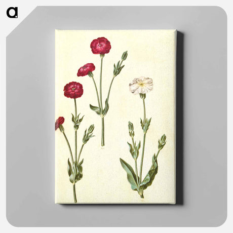 アートパネル-Silene Coronaria
 - マリア ジビーラ メーリアン Canvas.