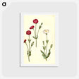 アートポストカード-Silene Coronaria
 - マリア ジビーラ メーリアン Postcard.