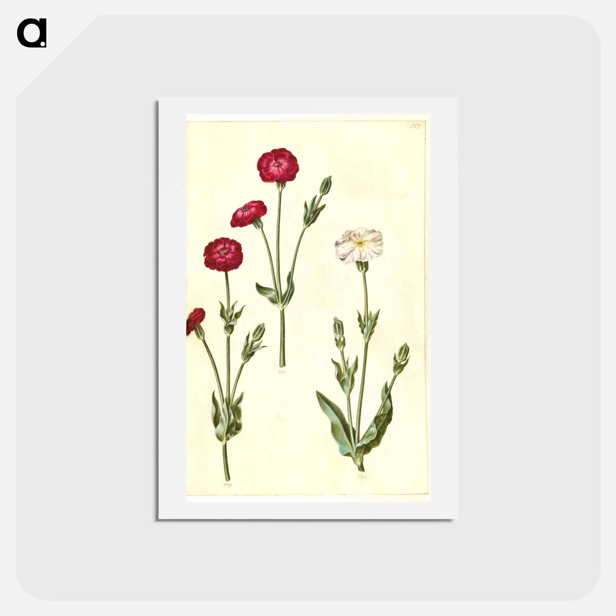 アートポストカード-Silene Coronaria
 - マリア ジビーラ メーリアン Postcard.