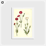 アートポストカード-Silene Coronaria
 - マリア ジビーラ メーリアン Postcard.