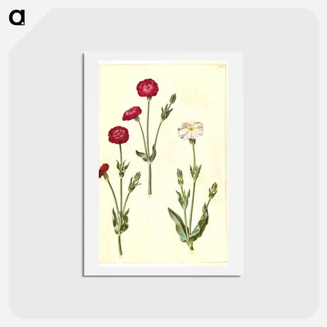アートポストカード-Silene Coronaria
 - マリア ジビーラ メーリアン Postcard.