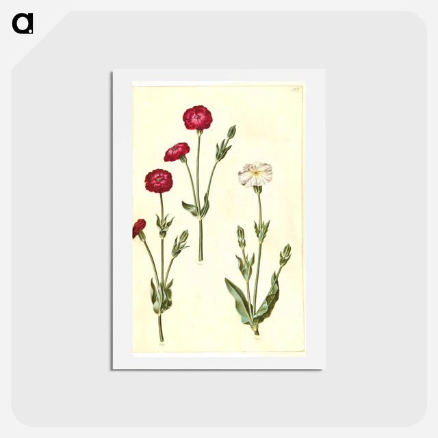 アートポストカード-Silene Coronaria
 - マリア ジビーラ メーリアン Postcard.